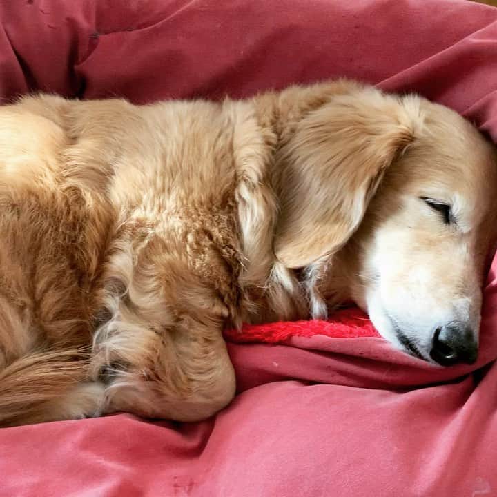 大山風香のインスタグラム：「👼👼 #犬のいる暮らし #犬のいる生活 #dog #dogstagram #doglover #ミニチュアダックスフンド #みにちゅあだっくすふんど #ダックスフンド #愛犬との暮らし」
