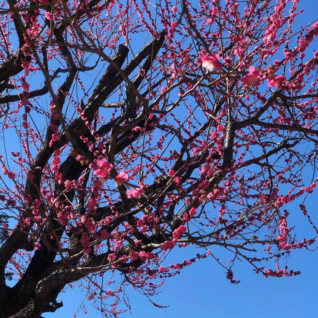 ヨネスケさんのインスタグラム写真 - (ヨネスケInstagram)「春ですね〜。細川庭園。 #細川庭園#文京区＃目白台＃細川護煕」2月19日 10時42分 - yonesuke5656