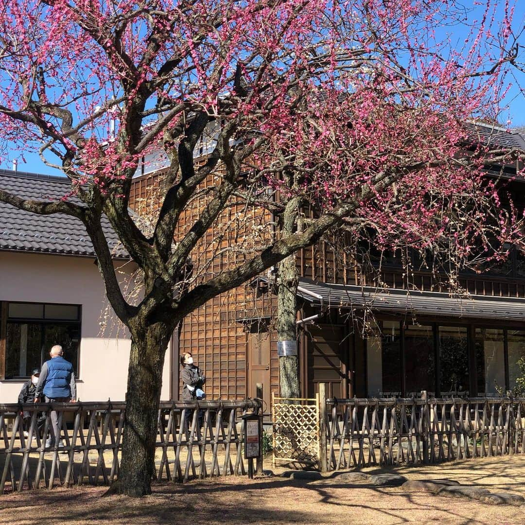 ヨネスケさんのインスタグラム写真 - (ヨネスケInstagram)「春ですね〜。細川庭園。 #細川庭園#文京区＃目白台＃細川護煕」2月19日 10時42分 - yonesuke5656