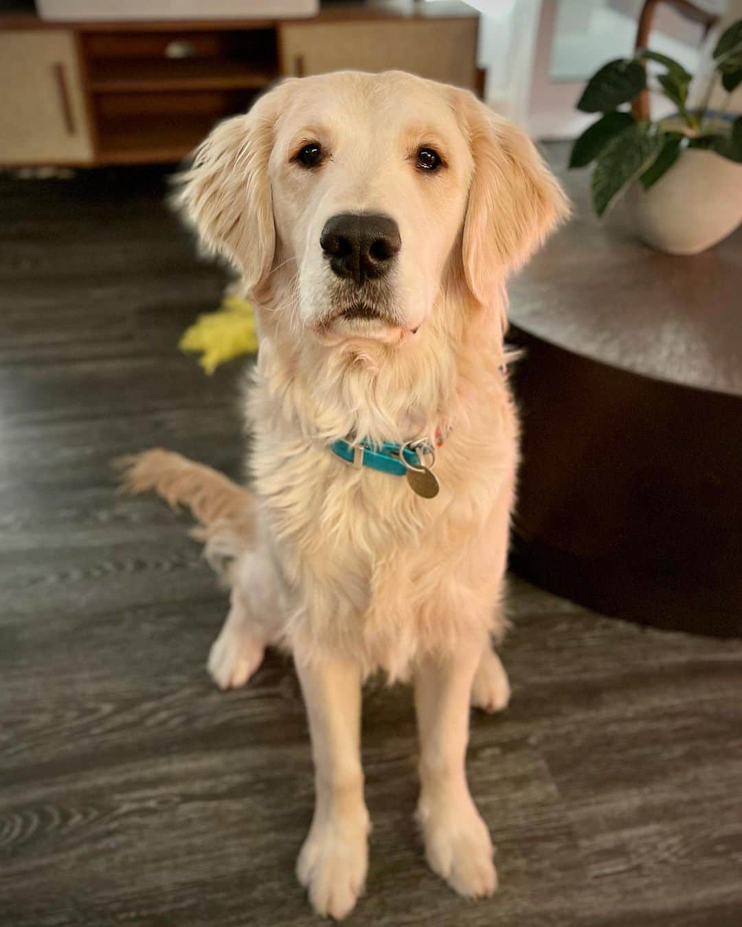 サイモンとマルティナのインスタグラム：「Fudgy is now 8 months old, and growing up to be a very handsome doggy! He’s finally out of his nibbling on everything stage, and is starting to develop into a snuggler, though he mostly just rubs his butt on you if he wants affection. Maybe by 9 months he’ll start using his face instead 🤞」