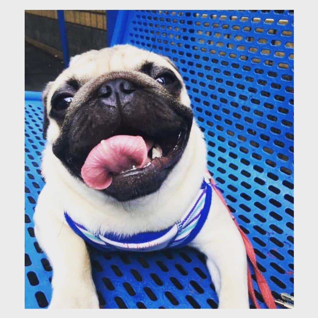 のインスタグラム：「This is Jack. The lady pugs in Hong Kong call him “Jack the Snack” and I totally get it. He’s a very handsome pug. Please follow @jack.ale.pug !  #pugs  #pugsofinstagram #mops  #pugrescue  #dog #pet #pug #パグ #pug #love #carlin #carlino #pugclub #hongkong #snack」
