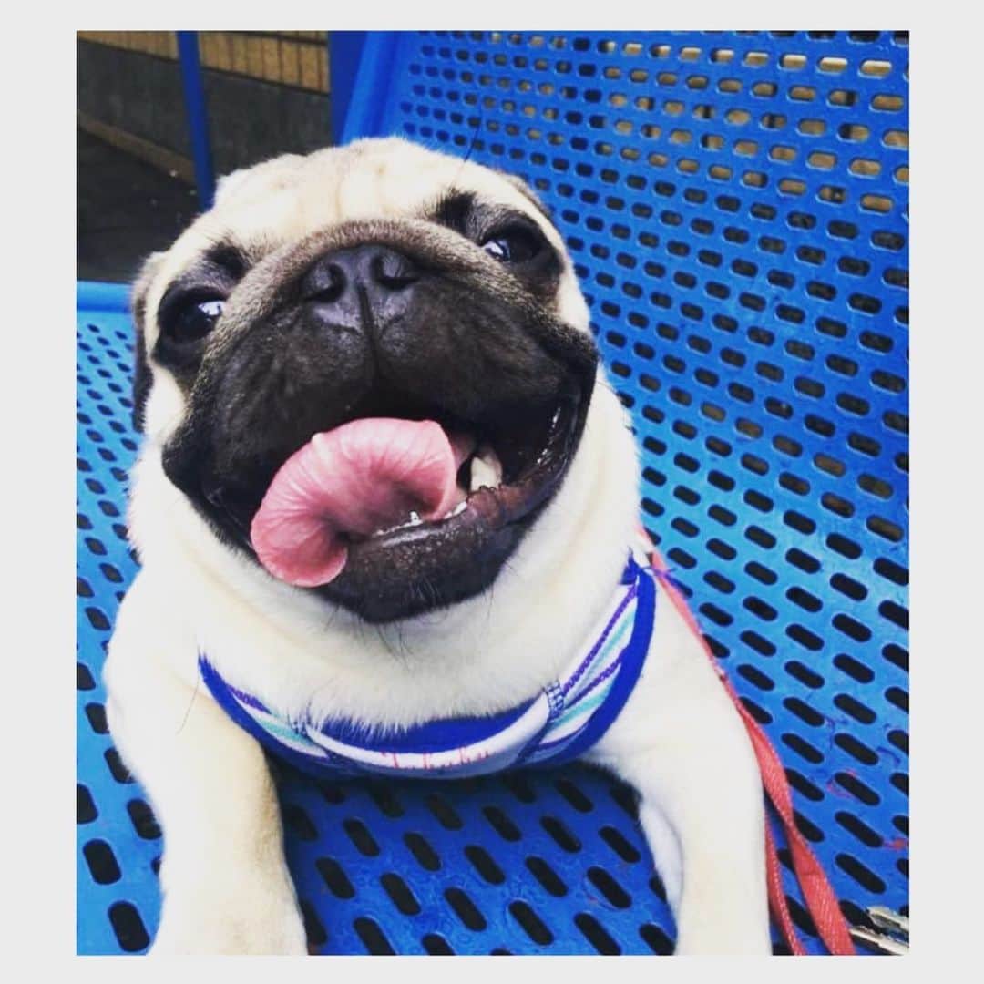 pugsofinstagramのインスタグラム