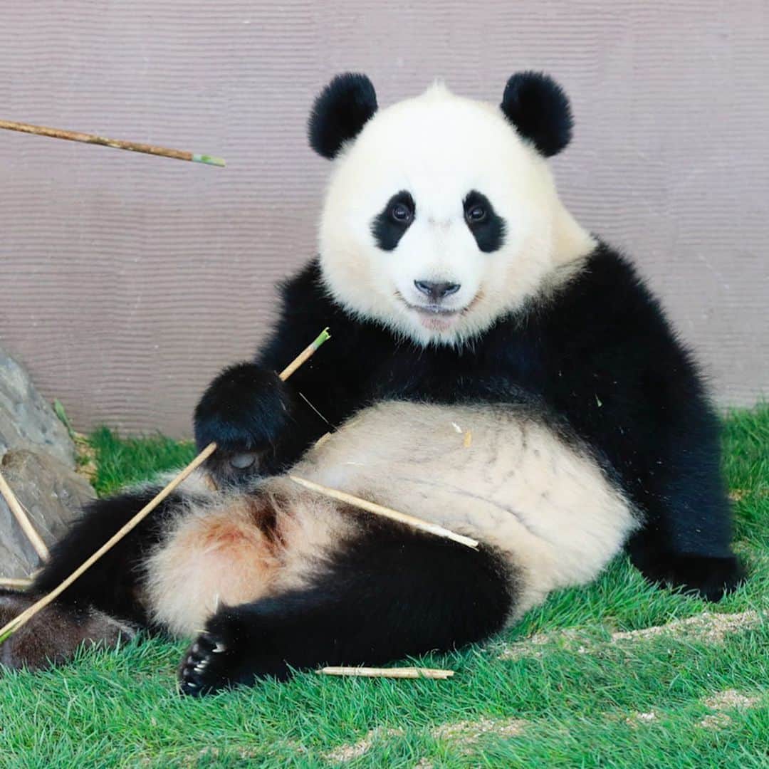 パンダ（白浜）さんのインスタグラム写真 - (パンダ（白浜）Instagram)「KID #結浜 in panda love green 🐼😊🐼 #photography #adventureworld #アドベンチャーワールド #ADVENTUREWORLDPANDAS #baby #HELLOLITTLE #pandamental #hellopanda #ハローリトル #ハローパンダ #パンダグラビア #パンダ　and #panda #pandababy 🐼🐼🐼」2月19日 10時55分 - hellopanda_book
