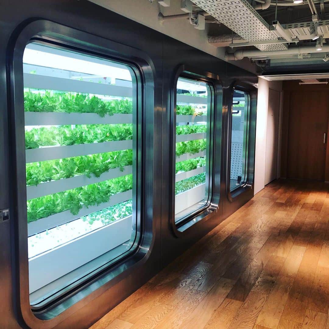 のインスタグラム：「何これー🤣🥬  めちゃくちゃ近未来感がある❗️ 映画を見てるようでテンション上がったよ🙆🏻‍♀️  ここは、 伊東屋の上にある野菜工場？？っていうところ。 すごいね〜。 無農薬でこうやって野菜が育つんだ🌈 まさか銀座のビルの中で野菜が育ってるなんて😂  #野菜工場 #銀座#育ちの野菜#味が気になる😋 #緑#近未来#野菜#vegetables」