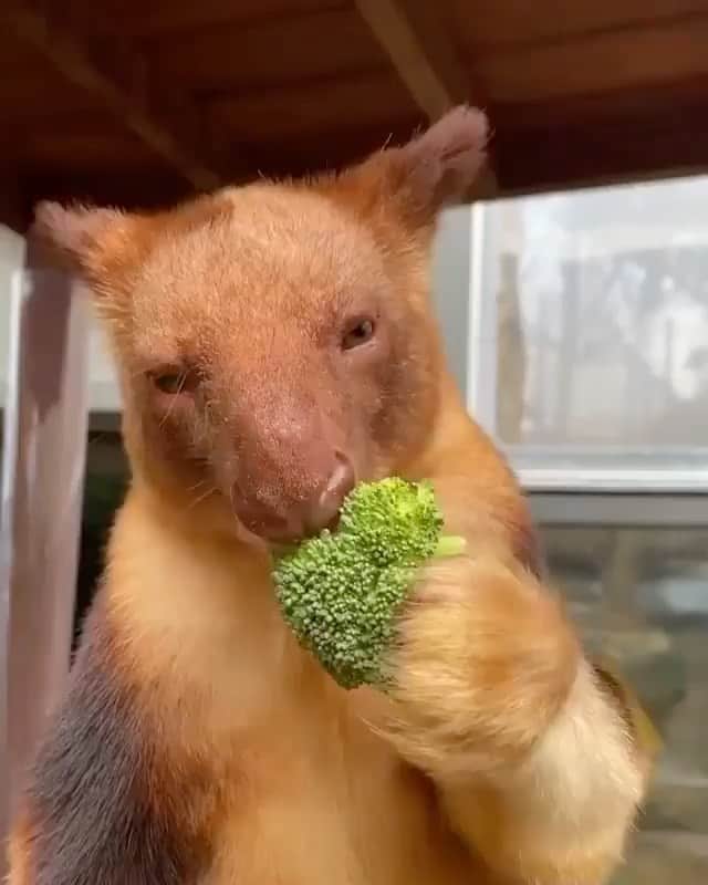 WildLifeのインスタグラム：「Don’t forget to eat your greens! 🥦 A quickly reminder from Kofi the Goodfellow’s Tree Kangaroo Video by @reneehowell18」