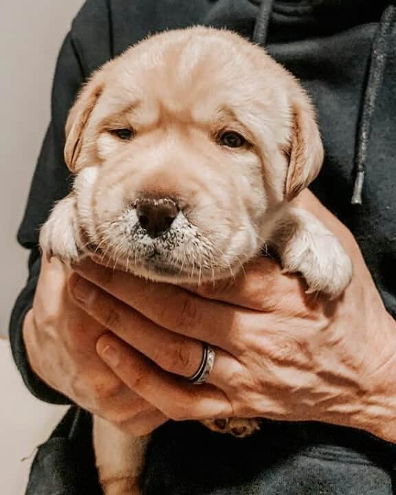 World of Labradors!さんのインスタグラム写真 - (World of Labradors!Instagram)「“First time lapping goats milk and they love it.” - @nickel_labrador_llc」2月19日 11時31分 - worldoflabs