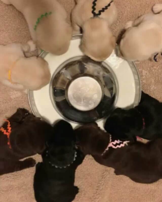 World of Labradors!のインスタグラム：「“First time lapping goats milk and they love it.” - @nickel_labrador_llc」