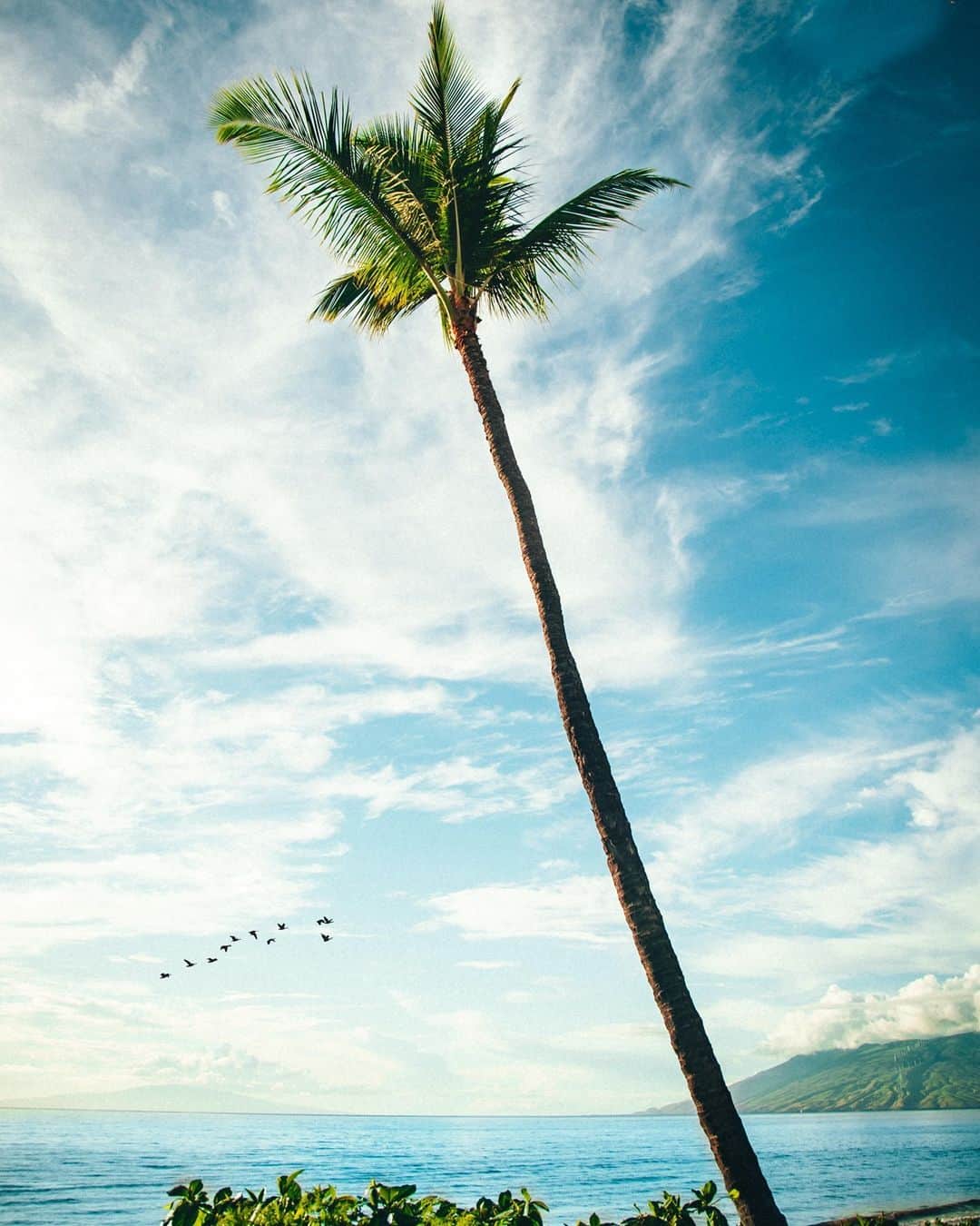 のインスタグラム：「Happy #AlohaFriday ! 待ち合わせはこのヤシの木の下で🌴🤙  📷 @luke_over_here  #ハワイの風景 #ハワイ好きな人と繋がりたい #ハワイのビーチ #アロハフライデー」