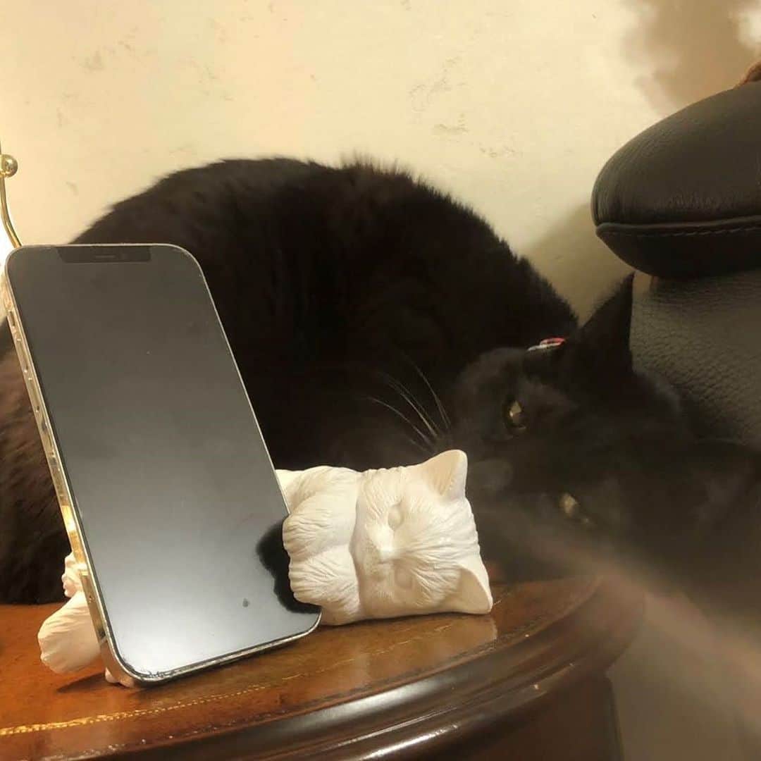 Cat's NapTimeさんのインスタグラム写真 - (Cat's NapTimeInstagram)「・ 【Cat's NapTime第6弾「FRUITS TEA PARTY」アイテム】 Afternoon Teaスタッフが、愛猫と一緒にアイテムを撮影したスナップをご紹介。 #cats_naptime6  ＜Afternoon Tea LIVING 業務課/ Mさんの愛猫・くぅ(メス)＞ 「スマホスタンドを使ってCat's NapTimeの動画を見てみたり、 同じポーズになってみようとしてみました！（が、疲れて寝てしまいましたzzz）」 ※スマホスタンドは2/20～発売です。  「Cat’s NapTime」第6弾のアイテムはこちらのリンクからもご覧いただけます。 ➡@catsnaptime  #catsnaptime #AfternoonTea #AfternoonTeaLIVING #アフタヌーンティー #アフタヌーンティーリビング #ネコ #catsissue #FRUITSTEAPARTY #スマホスタンド #AfternoonTeaスタッフの愛猫」2月19日 12時09分 - catsnaptime
