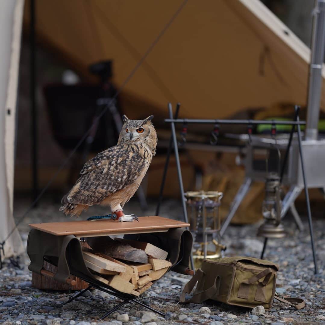 GEN3 Owlのインスタグラム：「今日の18時にYouTubeに動画投稿します。 @erincology さんとのコラボになります。どちらの動画にもガルーがいっぱい登場するのでお楽しみに🦉✨  I will post a video on YouTube today at night in Japan.  It will be a collaboration with @erincology.  A lot of Garu will appear in both videos so please look forward to it 🦉✨  #owl #owlgaru #camp #フクロウ #キャンプ」
