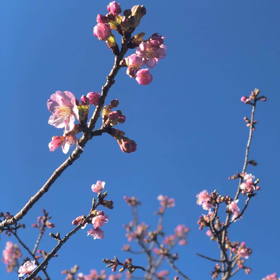 金田久美子のインスタグラム：「今朝のラン。出発地点の谷本公園の河津桜が咲き始めてました🌸 富士山にご挨拶して折返し。 #かわずざくら  #朝ラン #朝ランの風景  #やもとこうえん  #ふじさん」