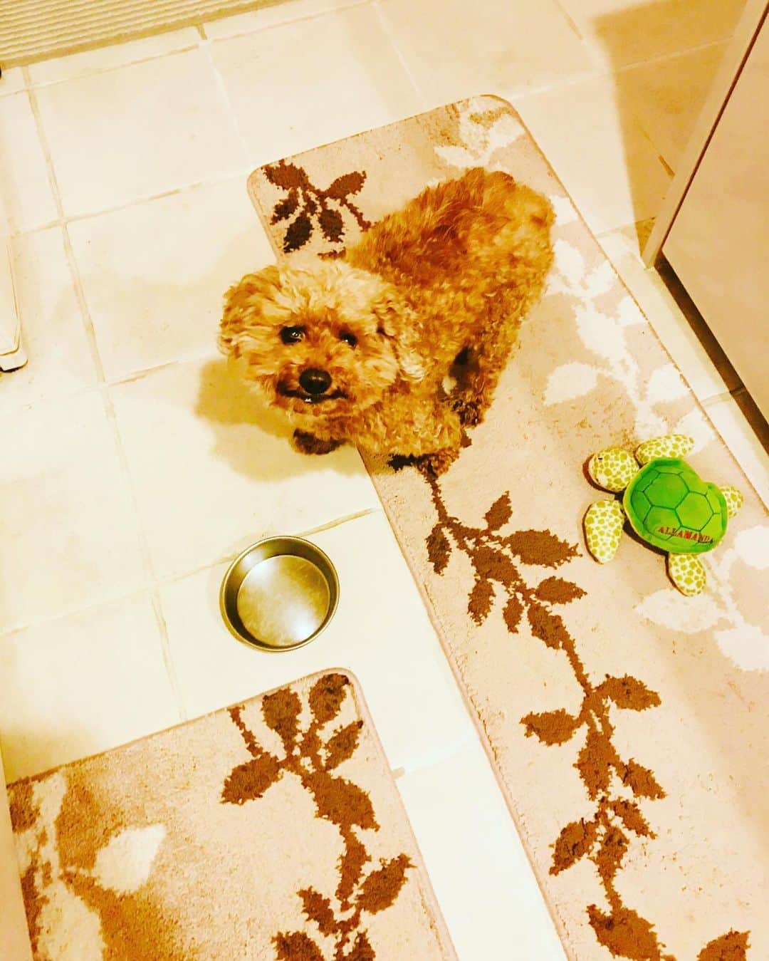 マイケル富岡のインスタグラム：「あの…ご飯…おかわり もらえますか…♡ #溺愛 #家族 #息子 #ベイビー #フワフワ #モコモコ #フワモコ #マイケル富岡 #俳優 #タレント #ハーフ #愛犬家 #愛犬 #自宅 #撮影 #fluffy #hungry #actor #actorslife #shooting #mybaby #mylove #family #love #youaremyeverything #generalamericanhome #home」