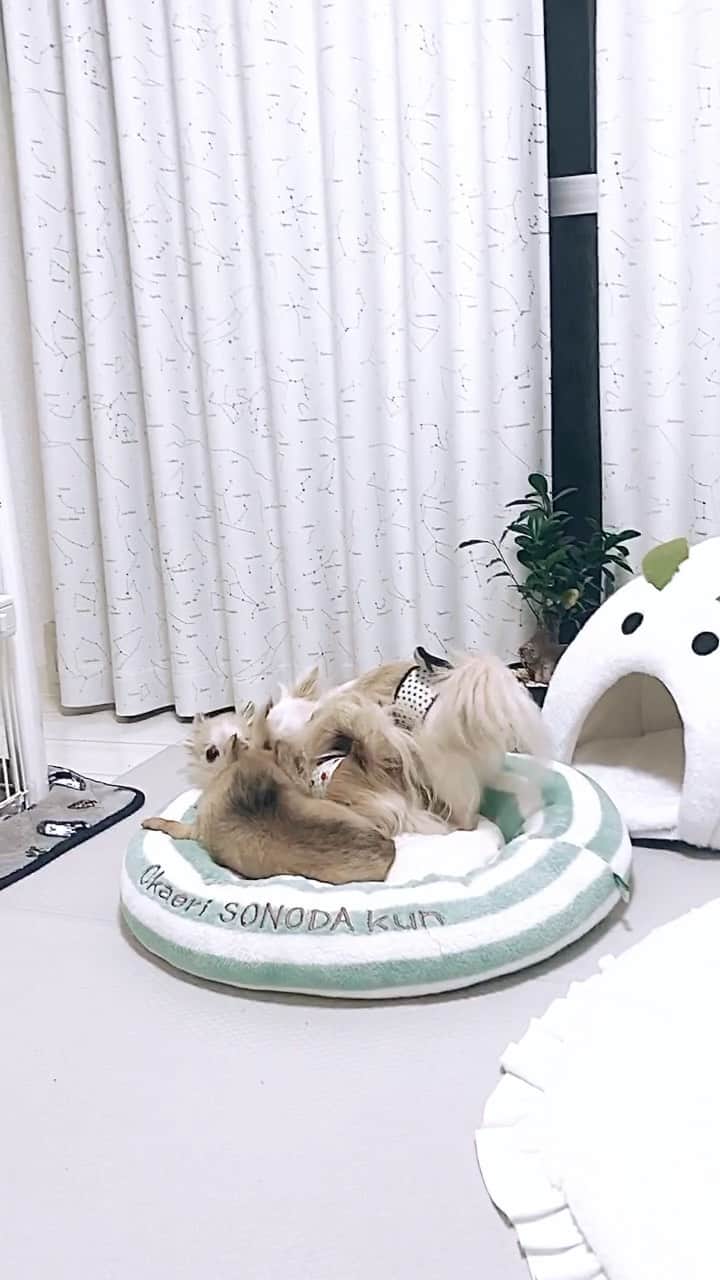 沙耶のインスタグラム：「2021.2.19 🐻❄️🌙 これから夜勤入り…今日の相手チームの方はクールで初回の挨拶では「私、そっちのチームの事は何も分からないから」って突っぱねられただけに聞きづらい雰囲気😅 でも前に両方のリーダーしてましたよね😂 今の職場に来てから直接まだステルベンに当たってない。分からない事といえばそれくらいだけど、今日は当たりたくないなぁ。。」