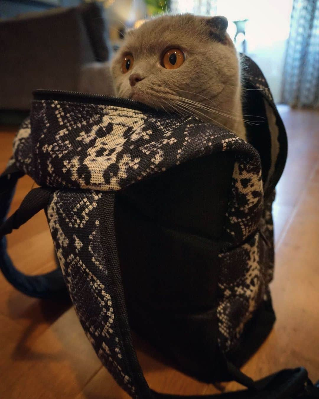 Millaのインスタグラム：「Is the pandemy over yet? 😷Can we go back to school now? 😿🎒😾#homeschoollife #millathecat #tbt」