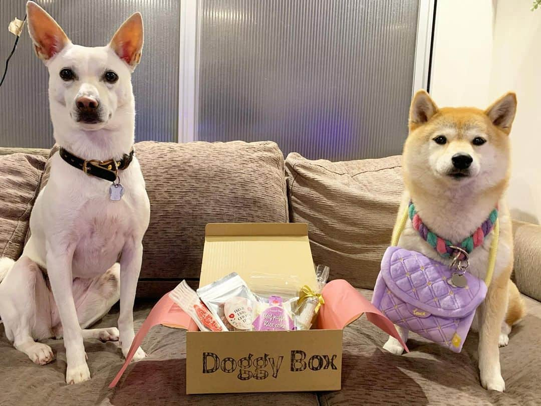 柴犬ハル&保護犬すずさんのインスタグラム写真 - (柴犬ハル&保護犬すずInstagram)「🎁 . 『おかーしゃーーん！ #ドギーボックス　届いた！』 . 昨夜届きました🎁 ハルとすずが、もう箱を見ただけで分かる　@doggybox_jp 🎁 . 今月のバレンタイン号は、、 . #無添加オヤツ3種類と #口内ケアのグッズと #可愛い色のショルダーバッグ！！ #なで肩のすずにも大丈夫だったよ😍 #３枚目はショルダーバッグが気に入ったドヤ顔🤣🐐 . #柴犬#柴#kagoshima#dog#puppy#shibainu#shibastagram#いぬバカ部#family#鹿児島#保護犬を家族に#保護犬#元保護犬#姉妹#dogs#Kagoshima#動物#多頭飼い#多頭#doggybox#ドキボ#pr」2月19日 13時02分 - haruharu040777