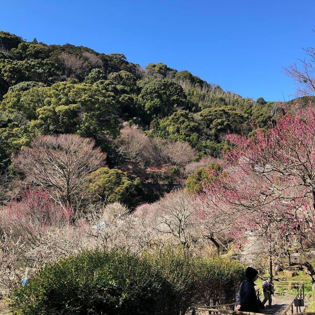 熱海市のインスタグラム：「熱海梅園の梅の花が綺麗です。色が細かく、まるで点描のようですね。  #わたしの熱海 #青空 #熱海梅園 #梅の花」