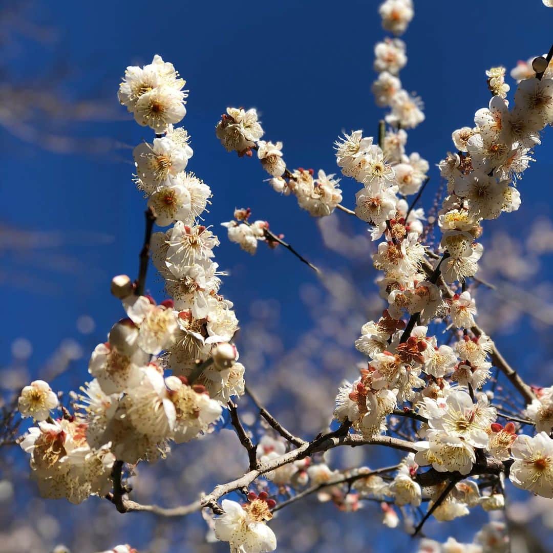 熱海市さんのインスタグラム写真 - (熱海市Instagram)「熱海梅園の梅の花が綺麗です。色が細かく、まるで点描のようですね。  #わたしの熱海 #青空 #熱海梅園 #梅の花」2月19日 13時06分 - atami_official