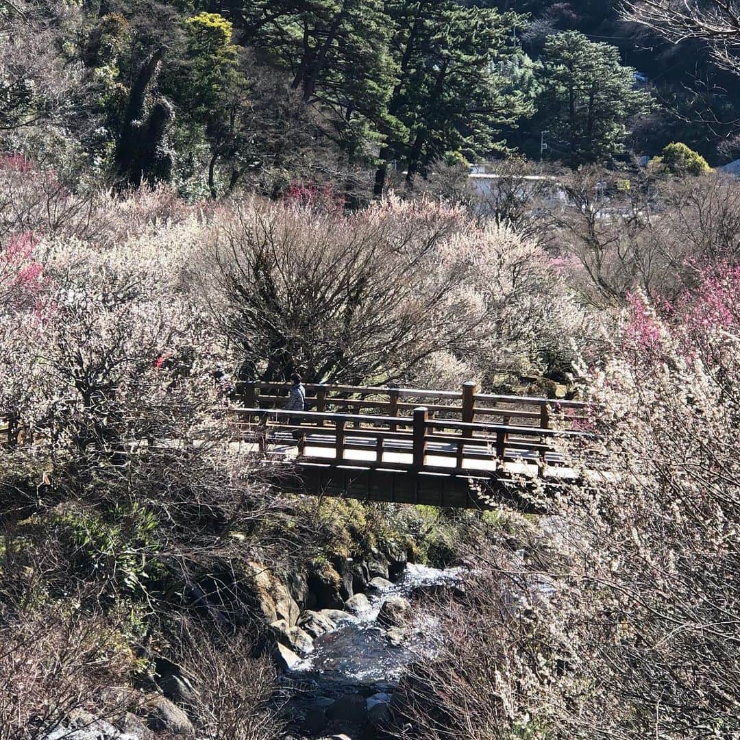 熱海市さんのインスタグラム写真 - (熱海市Instagram)「熱海梅園の梅の花が綺麗です。色が細かく、まるで点描のようですね。  #わたしの熱海 #青空 #熱海梅園 #梅の花」2月19日 13時06分 - atami_official