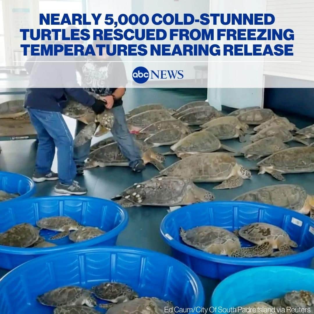 ABC Newsさんのインスタグラム写真 - (ABC NewsInstagram)「Volunteers in Texas are gearing up to release nearly 5,000 cold-stunned sea turtles rescued from frigid temperatures amid two historic winter storms. MORE AT LINK IN BIO.」2月19日 13時21分 - abcnews