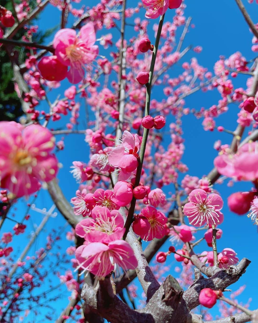 氷浦紫さんのインスタグラム写真 - (氷浦紫Instagram)「#梅 お花撮るのって難しい。特にこういう枝にポツポツつく花。散らかったように撮れちゃう。 青空を入れるのが好き。  #東京の春#20210219#instagramjapan #iPhone12」2月19日 13時26分 - yukalihiula
