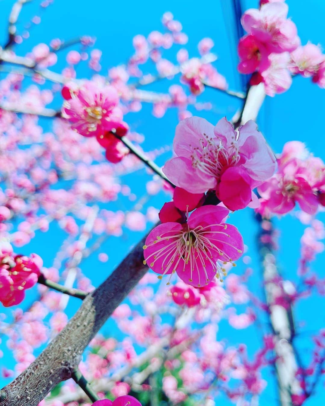 氷浦紫さんのインスタグラム写真 - (氷浦紫Instagram)「#梅 お花撮るのって難しい。特にこういう枝にポツポツつく花。散らかったように撮れちゃう。 青空を入れるのが好き。  #東京の春#20210219#instagramjapan #iPhone12」2月19日 13時26分 - yukalihiula