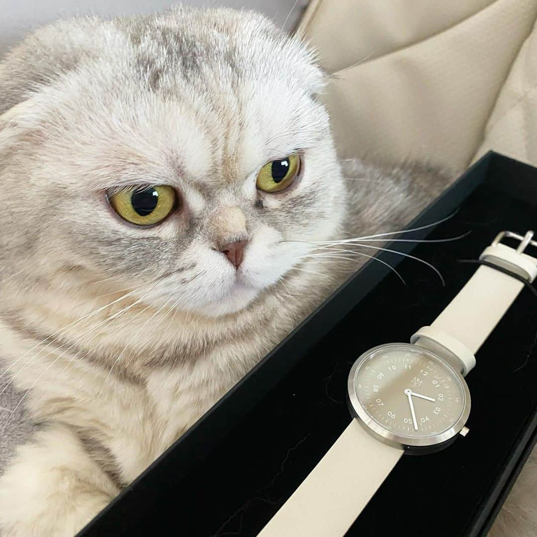 Chiyomame ちよまめさんのインスタグラム写真 - (Chiyomame ちよまめInstagram)「マベンウォッチズ　 MAVEN WATCHES⌚️ （　@mavenjapan ）の SMOKE GREEN OFFWHITE 34mm . . スモークグリーンが とってもオシャレ🌸  . . 🥳お得なクーポンコード ご自由にお使いください💕 【chiyoaz30】 ご使用で10%OFFになります。 (本日より1年間有効) . . . ＃マベン#マベンウォッチズ#時計#腕時計#mavenwatches  #scottishfold #scottishfold_toro  #まん丸ねこ部  #スコティッシュフォールド」2月19日 13時26分 - chiyo.mame