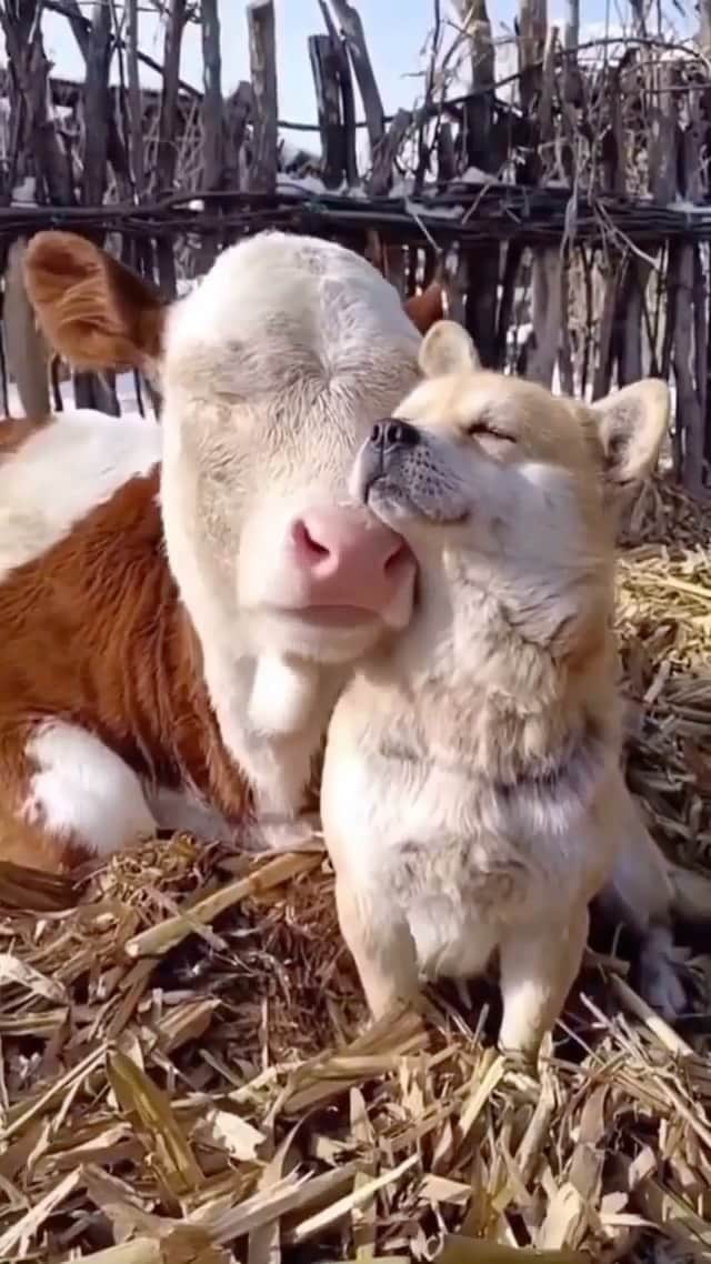 animalsのインスタグラム：「An unlikely friendship ❤️ Video from kuaishou.com by: ID: 424907376」