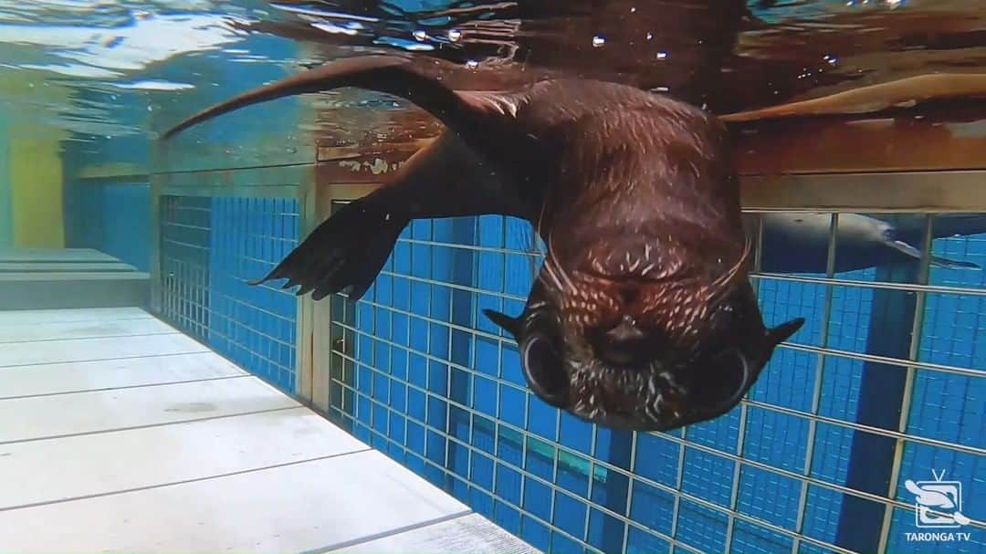 タロンガ動物園のインスタグラム