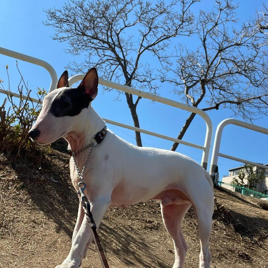 Q太郎さんのインスタグラム写真 - (Q太郎Instagram)「#minituru#bull#terrier#minibullterrier#miniturubullterrier#dog#dogstagram#cute#qtaro#love#family#ミニチュア#ブルテリア#ミニチュアブルテリア#Q太郎」2月19日 14時14分 - qtaro.jun