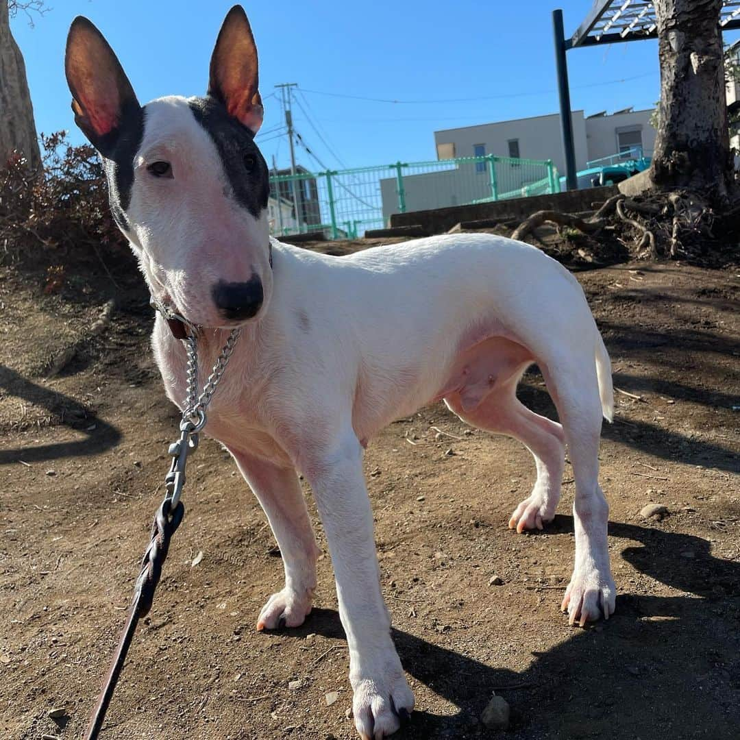 Q太郎さんのインスタグラム写真 - (Q太郎Instagram)「#minituru#bull#terrier#minibullterrier#miniturubullterrier#dog#dogstagram#cute#qtaro#love#family#ミニチュア#ブルテリア#ミニチュアブルテリア#Q太郎」2月19日 14時14分 - qtaro.jun