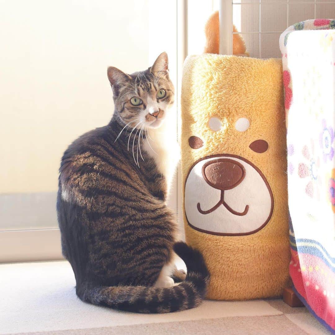 meekooのインスタグラム：「ねーちゃん来ないニャ😟 #君が早く来すぎるの #陽が入る前から待ってる #窓辺の角取り争奪戦」