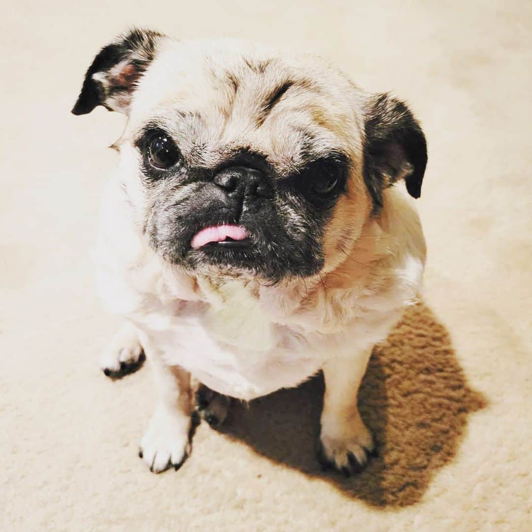 のインスタグラム：「We’re all about Yoshi serving all that pugness, and that sassy right ear! Please follow  @yoshimeetsworld ! #pugsofinstagram #pug #pugs」