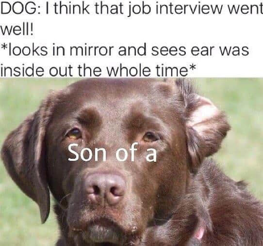 BarkBoxのインスタグラム：「An oldie but a GOODIE. I honest to dog laugh EVERY TIME I SEE THIS MEME.」
