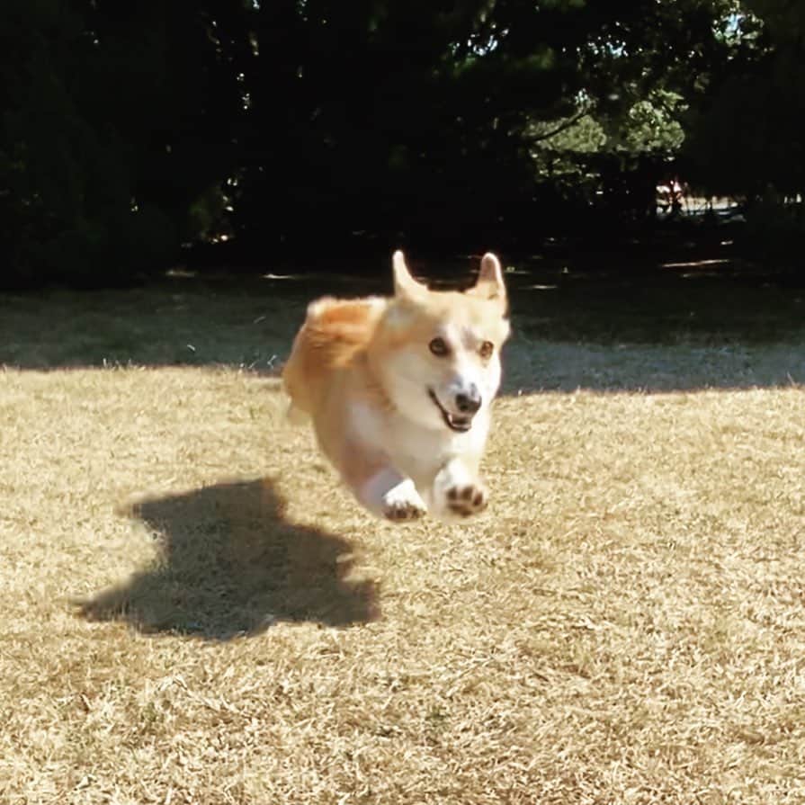 さゆりのインスタグラム：「◡̈⋆2021.1.19.Fri.◡̈⋆ Flying dog‼️*⋆🛫🐶✌️ * ちょっとだけ 飛べた😅😂✌️ 影も可愛い❤️ * * * * * * *」