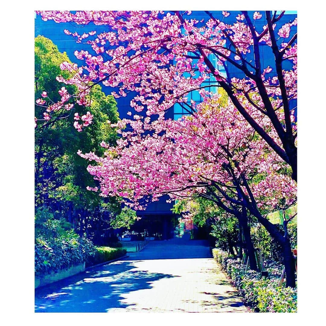 風花舞さんのインスタグラム写真 - (風花舞Instagram)「pink & green🌸🌿 spring has come.」2月19日 14時50分 - kazahanamai_official