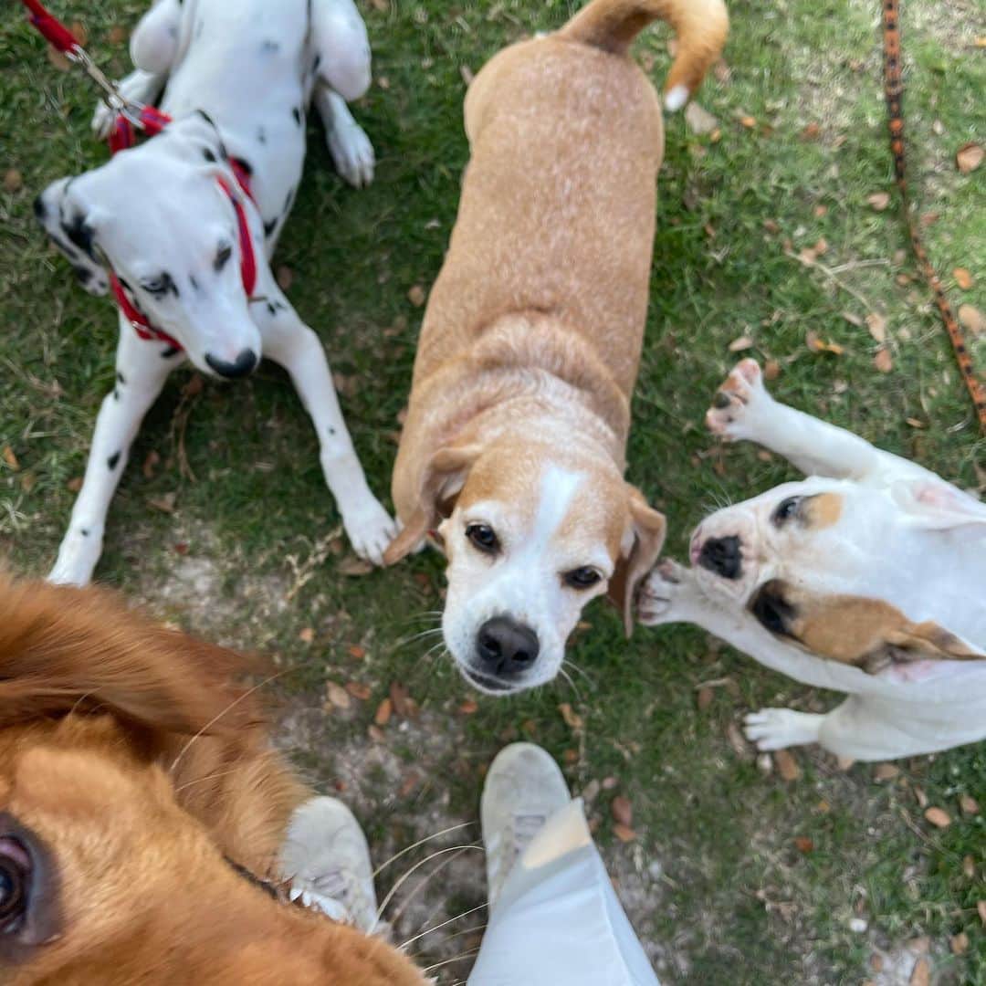 PIMTHAのインスタグラム：「ความวุ่นวาย 🐾」