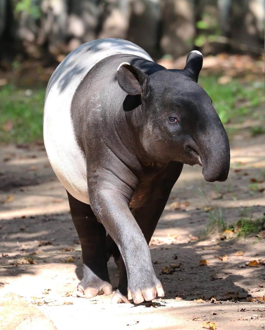 アメリカ自然史博物館さんのインスタグラム写真 - (アメリカ自然史博物館Instagram)「Did you know? The Malayan tapir (Tapirus indicus) is the largest species of tapir. Full-grown adults may weigh up to 1,000 pounds (450 kilograms), or more! Its black-and-white coat is a form of camouflage, protecting it from predators looking for a meal in dimly lit forests. Juveniles have auburn fur with a white pattern, which helps them blend into their surroundings. This species is currently listed as endangered due in part to habitat loss. Photo: Rufus46, CC-BY-SA-3.0, Wikimedia Commons」2月19日 15時16分 - amnh