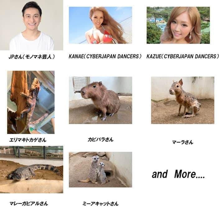 CYBERJAPAN Staffのインスタグラム：「【カピバラ、ミーアキャット他多数】標高日本一の民間動物園『草津熱帯圏』を救え！出演者が可愛すぎる😭2月27日.28日の二日間、14時からライブ配信 @watanabekanae @watanabe_kazue の姉妹が、コロナの影響で【廃園】の危機に面している同園を救うための企画！ https://t.co/qSTL4lbOrZ #草津熱帯圏での1枚」