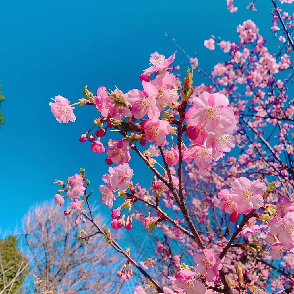 飯田里穂さんのインスタグラム写真 - (飯田里穂Instagram)「春、すぐそこ。  🌸🍃」2月19日 15時34分 - rippi_ii