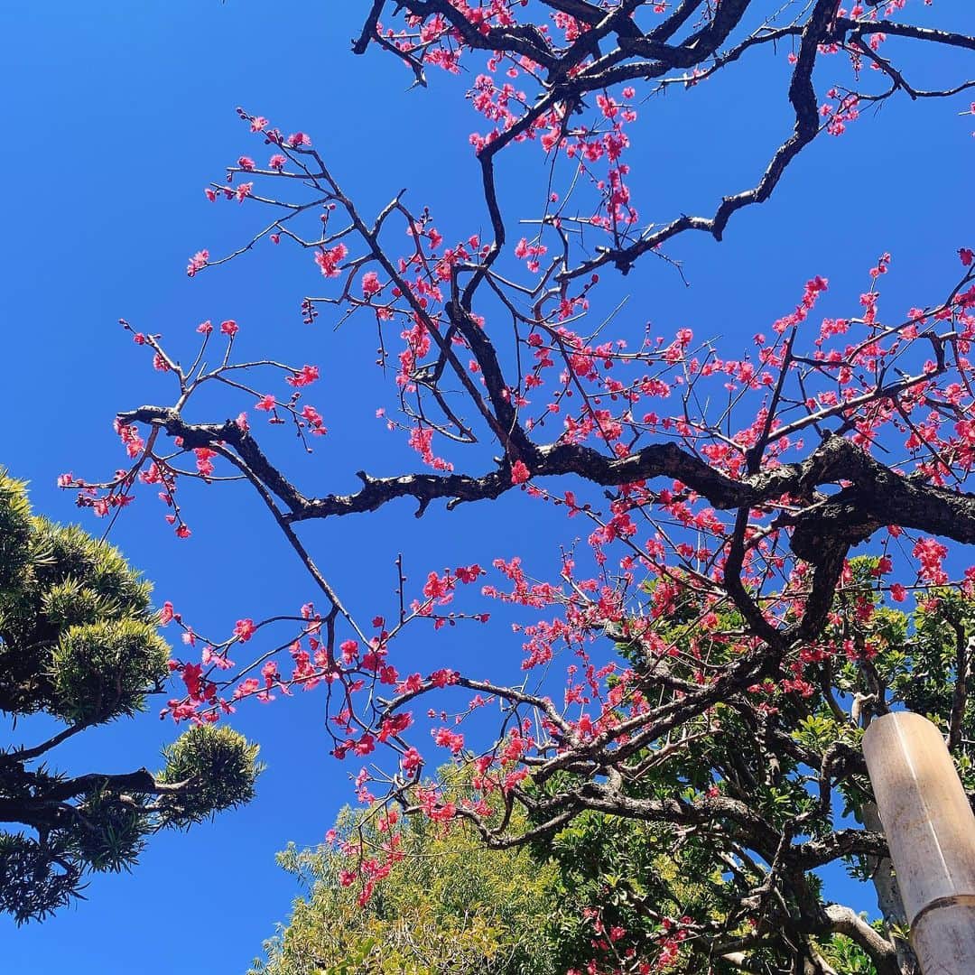 飯田里穂さんのインスタグラム写真 - (飯田里穂Instagram)「春、すぐそこ。  🌸🍃」2月19日 15時34分 - rippi_ii