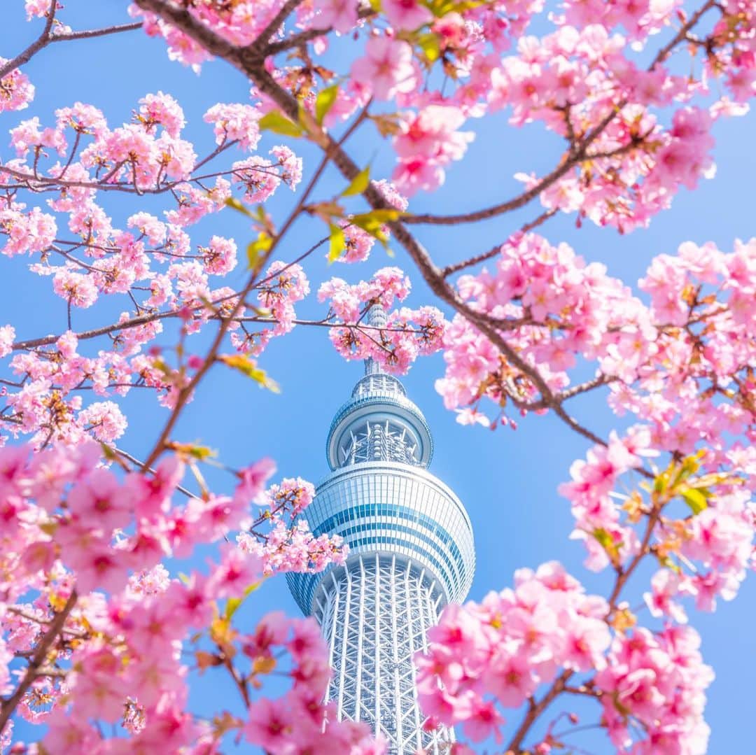 Skyticket.jpのインスタグラム：「⠀ 東京スカイツリーと河津桜 ⠀ 「早咲きの桜」として有名な河津桜は今、ちょうど見ごろ。 東京スカイツリーのすぐ横を流れる川に架かる東武橋からは河津桜とスカイツリーの奇跡のコラボを見ることができます。 ⠀ ライトアップしたスカイツリーと夜桜の相性も抜群。今の時期しか見れない景色をぜひ味わってみては？ ⠀ photo by 📷 ①genki / PIXTA(ピクスタ) ②萩谷篤思　A.Hagitani / PIXTA(ピクスタ) ⠀ ・ ・ ▼旅先の絶景やおすすめ写真を大募集📷 #skyticketrip を付けた投稿はストーリーズでご紹介させてください🌈 ⠀ 東京へ旅行するなら「東京旅行×スカイチケット」で検索✈ ⠀ #東京スカイツリー #tokyoskytree #東武橋 #スカイツリー #河津桜 #東京カメラ部 #桜 #cherryblossom #早咲き桜 #早咲きの桜 #さくら #ファインダー越しの私の世界 #写真好きな人と繋がりたい #撮影スポット #コントラスト #東京 #followme #beautiful #nature #amazing #自然 #美しい #素敵 #風景 #絶景 #写真 #skyticket #スカイチケット」
