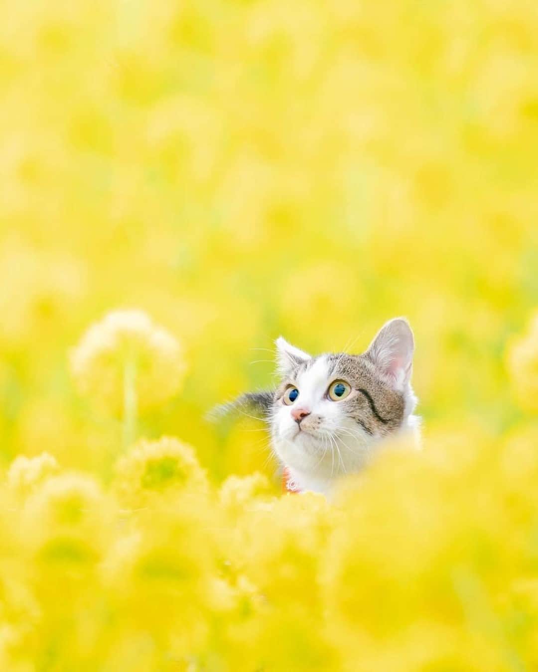 NEKOくらぶさんのインスタグラム写真 - (NEKOくらぶInstagram)「| 菜の花とそうちゃん🌼😺🌼﻿⠀ @ryostory1124 さんの作品ですにゃ（＝ΦωΦ＝）⠀ *⠀ いいね！＆コメント大歓迎！！⠀ *⠀ #nekoclub #NEKOくらぶ #Japan #Photo #写真 #日本 #cat #ネコ #ねこ #猫 ⠀ Follow: @nekoclub_jpn⠀ *⠀ ▼【廣済堂出版共同企画】NEKOくらぶの皆さまとつくる「NEKOくらぶ写真集」、発売中♪（＝ΦωΦ＝）⠀ ※詳細は本アカウント「 @nekoclub_jpn 」のプロフィールに固定しているハイライトから⠀ *⠀ ※当アカウントでシェアさせていただいた作品は、東京カメラ部YouTubeアカウントでも投稿者様のお名前入りでご紹介させていただく場合があります。これらの使用に関して原則通知は行いませんので、予めご了承ください。⠀ ※皆様、政府、自治体など公的機関の指示に従った行動をお願いします。⠀ 東京カメラ部および分室では、写真を「見る楽しみ」を提供することを通して、微力ながら皆様にわずかな時間でも癒しをお届けしたいと思っております。⠀ ※本アカウントは東京カメラ部がFacebook、Instagramのサービスを利用して運営しているもので、Facebook社・Instagramとは一切関係ありません。」2月19日 16時00分 - nekoclub_jpn