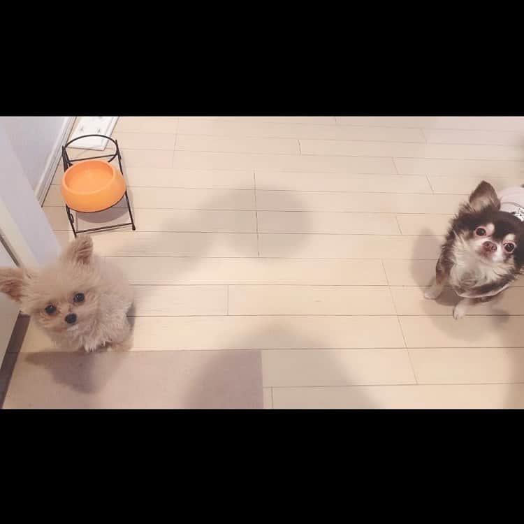 のインスタグラム：「きゅん💓愛しい☺️💗  . #きゅん#チワプー#チワワ#こぐまろ #多頭飼い#dogstagram #愛犬」