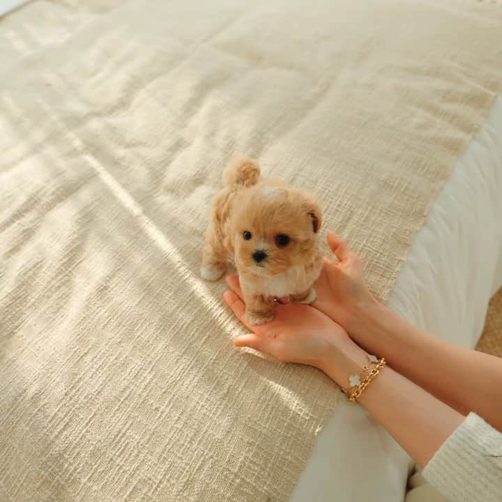 Rolly Pups INCのインスタグラム：「Did someone say Maltipoo? Here I come! 🥰🥰」