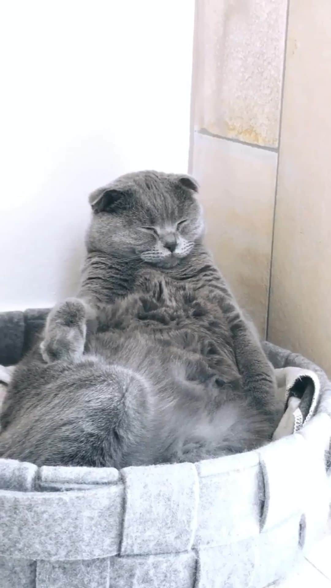 Cats of Instagramのインスタグラム：「From @ellaundlou: "ｏｏｏｏｐｓ ！ 🤣" #catsofinstagram」