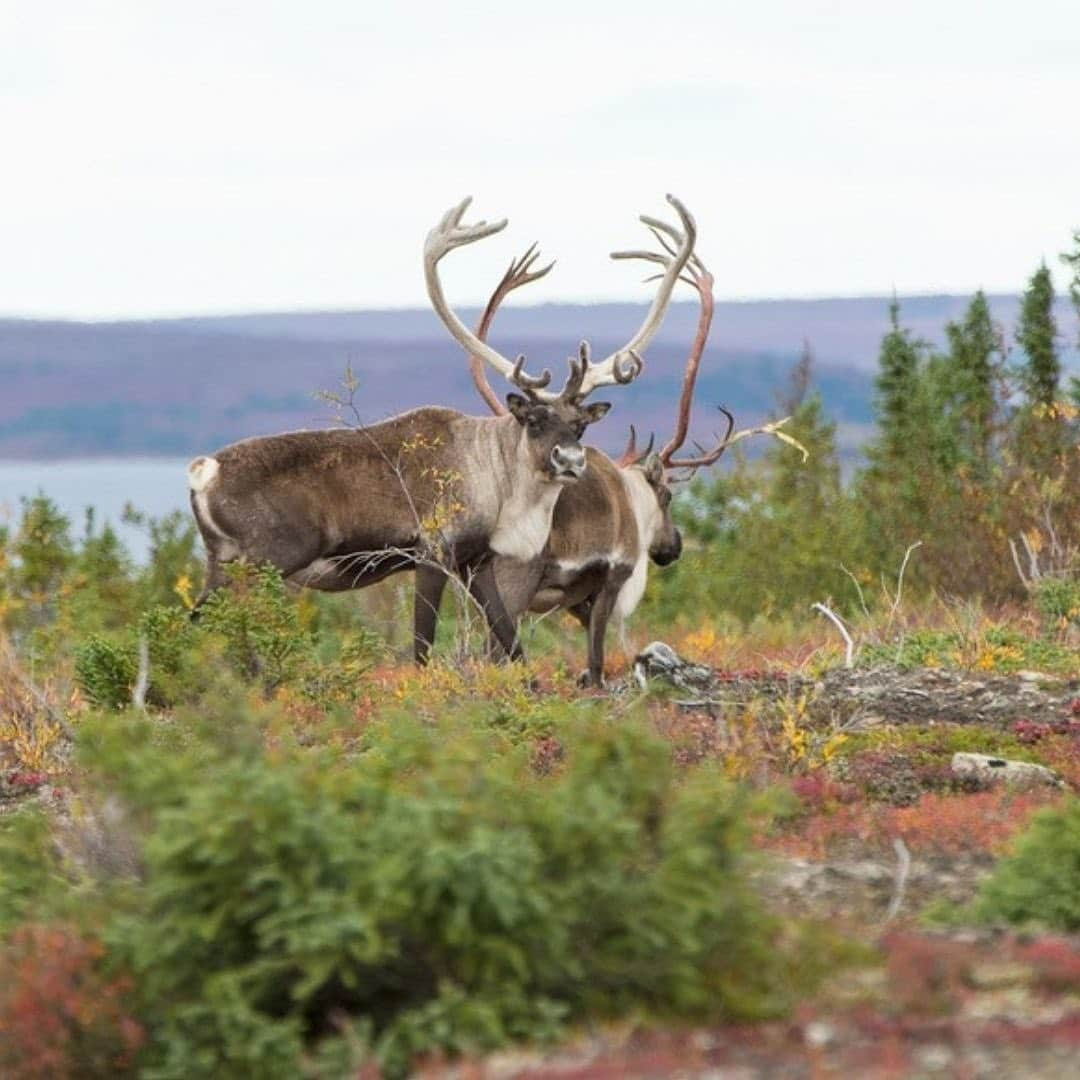 Explore Canadaさんのインスタグラム写真 - (Explore CanadaInstagram)「This week's #CanadaSpotlight touches on one of Canada’s great travellers, reindeer and caribou! This is part two of a three part series about animals that travel long distances regularly in or through Canada.⁠⠀ ⁠⠀ Every year, Canada’s reindeer and caribou populations undergo one of North America’s greatest land-based journeys in search of calving grounds and food sources. While reindeer and caribou are technically from the same family, reindeer are typically shorter with thicker hair. This difference is likely due to the thousands of years of differing environmental conditions leading to genetic variation between the two.⁠⠀ ⁠⠀ Reindeer - Northwest Territories⁠⠀ ⁠⠀ Beyond being one of the best places in the world to experience the Northern Lights, the Northwest Territories (@spectacularnwt) also boasts the only reindeer herd in Canada! Numbering approximately 3,000 strong they can run an astonishing 70 kilometres (43 miles) per hour and some wander over 5,000 kilometres (3,100 miles) in a given year. You can even take a journey of your own with Inuvialuit-owned and operated Tundra North Tours (@tundranorthtours) to witness the herd in action.⁠⠀ ⁠⠀ Qamanirjuaq Caribou Herd - Nunavut⁠⠀ ⁠⠀ Just off the shores of Ennadai Lake in Nunavut you’ll find the fly-in Arctic Haven Wilderness Lodge (@weberarctic) where you can witness the Qamanirjuaq caribou herd undertake their annual fall migration. Travelling between the calving grounds and the tree-line, a herd hundreds of thousands strong can be seen just beyond the comfort of the lodge thanks to being perfectly situated near the herds migratory route. ⁠⠀ ⁠⠀ #CanadaNice #ExploreCanada⁠⠀ ⁠⠀ *Know before you go! Check the most up-to-date travel restrictions and border closures before planning your trip and if you're travelling in Canada, download the COVID Alert app to your mobile device.*⁠⠀ ⁠⠀ 📷: @tundranorthtours, @weronikamurray, @weberarctic, @weberarctic⁠⠀ ⁠⠀ 📍: @spectacularnwt, @travelnunavut⁠⠀」2月20日 3時02分 - explorecanada