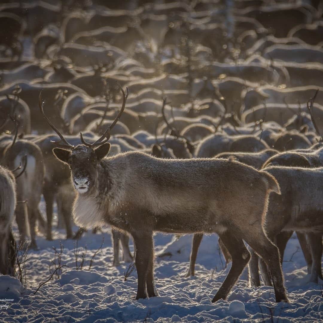 Explore Canadaさんのインスタグラム写真 - (Explore CanadaInstagram)「This week's #CanadaSpotlight touches on one of Canada’s great travellers, reindeer and caribou! This is part two of a three part series about animals that travel long distances regularly in or through Canada.⁠⠀ ⁠⠀ Every year, Canada’s reindeer and caribou populations undergo one of North America’s greatest land-based journeys in search of calving grounds and food sources. While reindeer and caribou are technically from the same family, reindeer are typically shorter with thicker hair. This difference is likely due to the thousands of years of differing environmental conditions leading to genetic variation between the two.⁠⠀ ⁠⠀ Reindeer - Northwest Territories⁠⠀ ⁠⠀ Beyond being one of the best places in the world to experience the Northern Lights, the Northwest Territories (@spectacularnwt) also boasts the only reindeer herd in Canada! Numbering approximately 3,000 strong they can run an astonishing 70 kilometres (43 miles) per hour and some wander over 5,000 kilometres (3,100 miles) in a given year. You can even take a journey of your own with Inuvialuit-owned and operated Tundra North Tours (@tundranorthtours) to witness the herd in action.⁠⠀ ⁠⠀ Qamanirjuaq Caribou Herd - Nunavut⁠⠀ ⁠⠀ Just off the shores of Ennadai Lake in Nunavut you’ll find the fly-in Arctic Haven Wilderness Lodge (@weberarctic) where you can witness the Qamanirjuaq caribou herd undertake their annual fall migration. Travelling between the calving grounds and the tree-line, a herd hundreds of thousands strong can be seen just beyond the comfort of the lodge thanks to being perfectly situated near the herds migratory route. ⁠⠀ ⁠⠀ #CanadaNice #ExploreCanada⁠⠀ ⁠⠀ *Know before you go! Check the most up-to-date travel restrictions and border closures before planning your trip and if you're travelling in Canada, download the COVID Alert app to your mobile device.*⁠⠀ ⁠⠀ 📷: @tundranorthtours, @weronikamurray, @weberarctic, @weberarctic⁠⠀ ⁠⠀ 📍: @spectacularnwt, @travelnunavut⁠⠀」2月20日 3時02分 - explorecanada