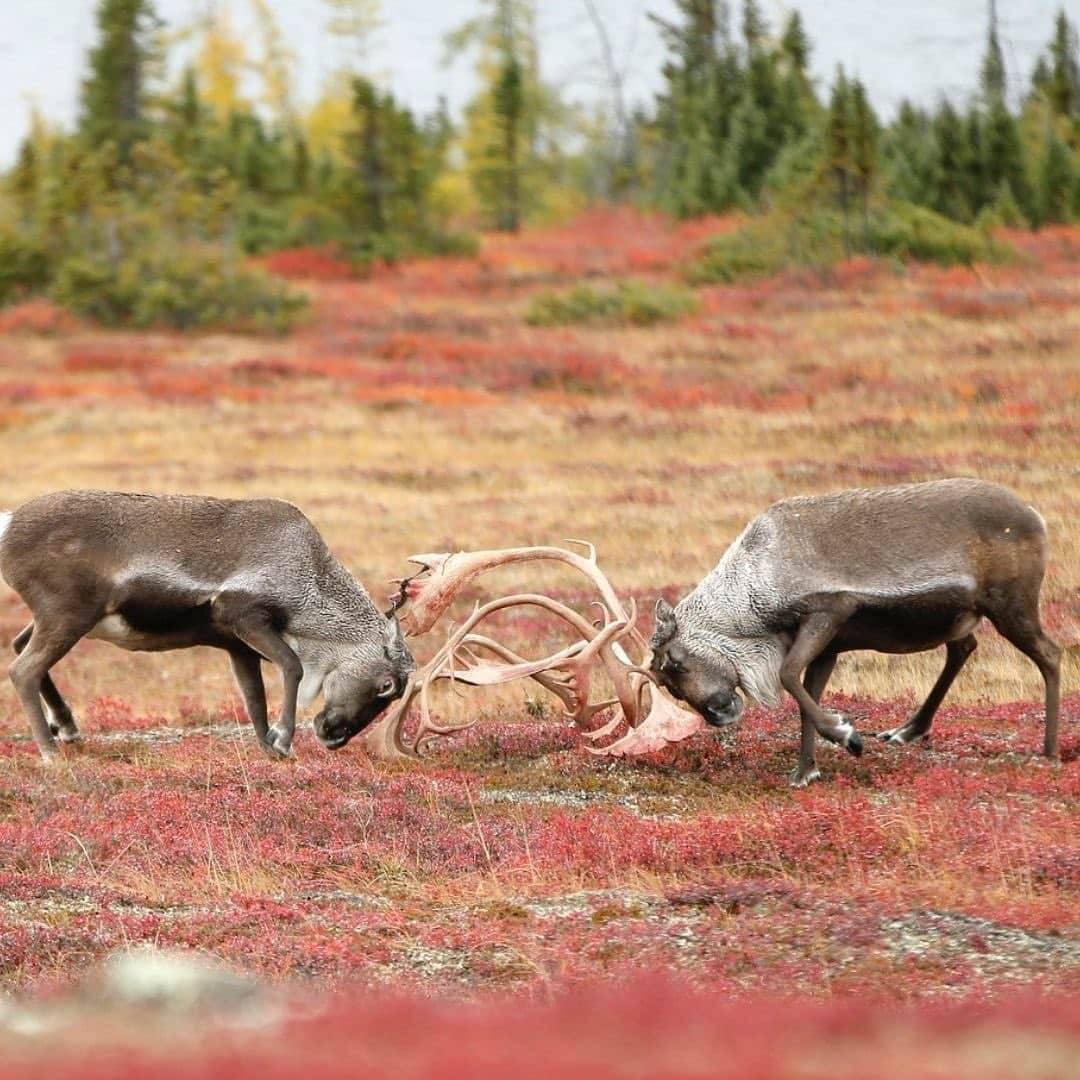 Explore Canadaさんのインスタグラム写真 - (Explore CanadaInstagram)「This week's #CanadaSpotlight touches on one of Canada’s great travellers, reindeer and caribou! This is part two of a three part series about animals that travel long distances regularly in or through Canada.⁠⠀ ⁠⠀ Every year, Canada’s reindeer and caribou populations undergo one of North America’s greatest land-based journeys in search of calving grounds and food sources. While reindeer and caribou are technically from the same family, reindeer are typically shorter with thicker hair. This difference is likely due to the thousands of years of differing environmental conditions leading to genetic variation between the two.⁠⠀ ⁠⠀ Reindeer - Northwest Territories⁠⠀ ⁠⠀ Beyond being one of the best places in the world to experience the Northern Lights, the Northwest Territories (@spectacularnwt) also boasts the only reindeer herd in Canada! Numbering approximately 3,000 strong they can run an astonishing 70 kilometres (43 miles) per hour and some wander over 5,000 kilometres (3,100 miles) in a given year. You can even take a journey of your own with Inuvialuit-owned and operated Tundra North Tours (@tundranorthtours) to witness the herd in action.⁠⠀ ⁠⠀ Qamanirjuaq Caribou Herd - Nunavut⁠⠀ ⁠⠀ Just off the shores of Ennadai Lake in Nunavut you’ll find the fly-in Arctic Haven Wilderness Lodge (@weberarctic) where you can witness the Qamanirjuaq caribou herd undertake their annual fall migration. Travelling between the calving grounds and the tree-line, a herd hundreds of thousands strong can be seen just beyond the comfort of the lodge thanks to being perfectly situated near the herds migratory route. ⁠⠀ ⁠⠀ #CanadaNice #ExploreCanada⁠⠀ ⁠⠀ *Know before you go! Check the most up-to-date travel restrictions and border closures before planning your trip and if you're travelling in Canada, download the COVID Alert app to your mobile device.*⁠⠀ ⁠⠀ 📷: @tundranorthtours, @weronikamurray, @weberarctic, @weberarctic⁠⠀ ⁠⠀ 📍: @spectacularnwt, @travelnunavut⁠⠀」2月20日 3時02分 - explorecanada