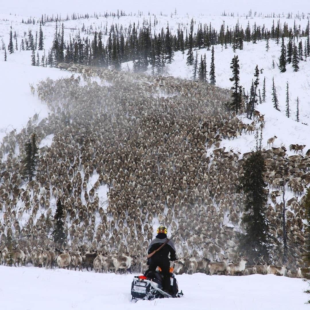 Explore Canadaのインスタグラム：「This week's #CanadaSpotlight touches on one of Canada’s great travellers, reindeer and caribou! This is part two of a three part series about animals that travel long distances regularly in or through Canada.⁠⠀ ⁠⠀ Every year, Canada’s reindeer and caribou populations undergo one of North America’s greatest land-based journeys in search of calving grounds and food sources. While reindeer and caribou are technically from the same family, reindeer are typically shorter with thicker hair. This difference is likely due to the thousands of years of differing environmental conditions leading to genetic variation between the two.⁠⠀ ⁠⠀ Reindeer - Northwest Territories⁠⠀ ⁠⠀ Beyond being one of the best places in the world to experience the Northern Lights, the Northwest Territories (@spectacularnwt) also boasts the only reindeer herd in Canada! Numbering approximately 3,000 strong they can run an astonishing 70 kilometres (43 miles) per hour and some wander over 5,000 kilometres (3,100 miles) in a given year. You can even take a journey of your own with Inuvialuit-owned and operated Tundra North Tours (@tundranorthtours) to witness the herd in action.⁠⠀ ⁠⠀ Qamanirjuaq Caribou Herd - Nunavut⁠⠀ ⁠⠀ Just off the shores of Ennadai Lake in Nunavut you’ll find the fly-in Arctic Haven Wilderness Lodge (@weberarctic) where you can witness the Qamanirjuaq caribou herd undertake their annual fall migration. Travelling between the calving grounds and the tree-line, a herd hundreds of thousands strong can be seen just beyond the comfort of the lodge thanks to being perfectly situated near the herds migratory route. ⁠⠀ ⁠⠀ #CanadaNice #ExploreCanada⁠⠀ ⁠⠀ *Know before you go! Check the most up-to-date travel restrictions and border closures before planning your trip and if you're travelling in Canada, download the COVID Alert app to your mobile device.*⁠⠀ ⁠⠀ 📷: @tundranorthtours, @weronikamurray, @weberarctic, @weberarctic⁠⠀ ⁠⠀ 📍: @spectacularnwt, @travelnunavut⁠⠀」