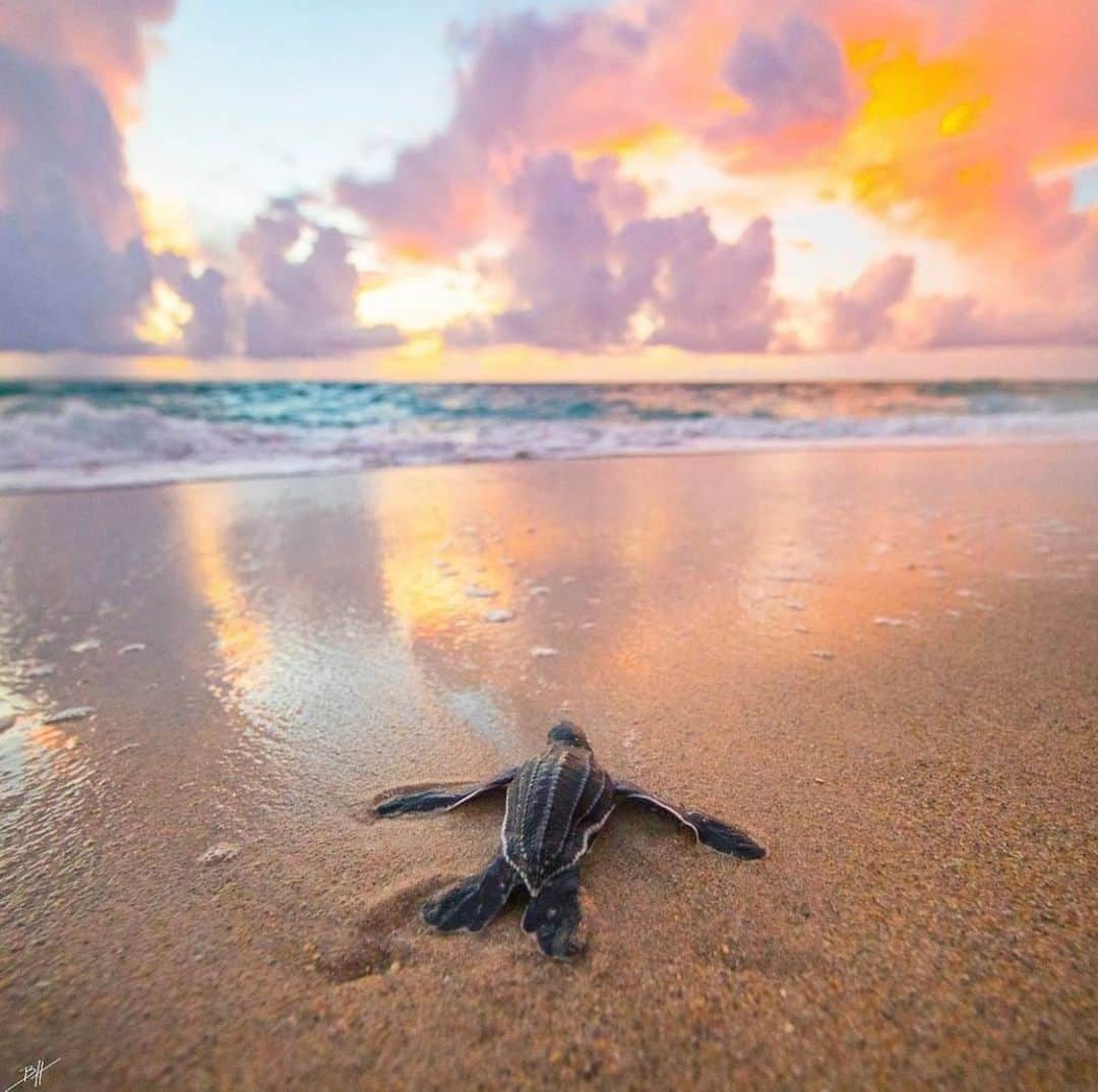 Erika Auroraのインスタグラム：「🐢🤍Many times happens to walk on the beach and find small pieces of #plastic sometimes when I’m walking talking with friends I see so much trash on the sand (really soooo much 😖) and my mind can't not pick it up this little pieces,but not so much for the action itself.. because I think especially about #turtles and as maybe a small can get stuck with that little piece of plastic that for us is so small as to be worthless, but which for the life of a turtle, a fish or a bird can decide its life or death! Depending on whether it is ingested or if it remains so framed for this. I hope 🙏🏻that we can all take an extra initiative to collect a few small pieces of plastic from the #beach if we all work together surely a #change will happen. Turtles are seriously threatened by humans, as they are susceptible to many of the human activities, including disturbance of tourism in spawning areas, and accidental fishing. It is estimated that every year around 150,000 sea turtles end up caught in fishing gear in the Mediterranean and that we more than 40,000 of these die. 🐢🌏♻️ @worldanimalprotectionus 📷@benjhicks @turtleconservancy」